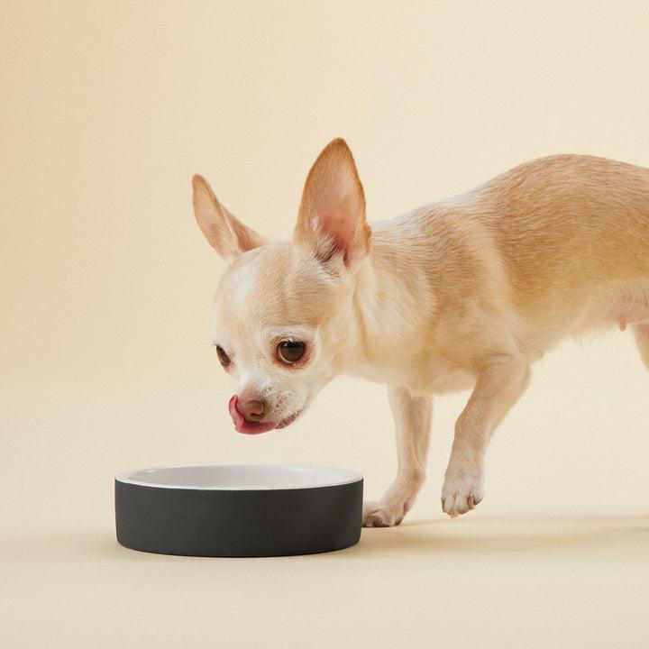 Cool-bowl-zwart-paikka-drinken-hond-dog-drink-chien-boire-bol-XS1_720x.jpg?v=1640638853