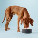 Cool-bowl-zwart-paikka-drinken-hond-dog-drink-chien-boire-bol_720x.jpg?v=1640638853